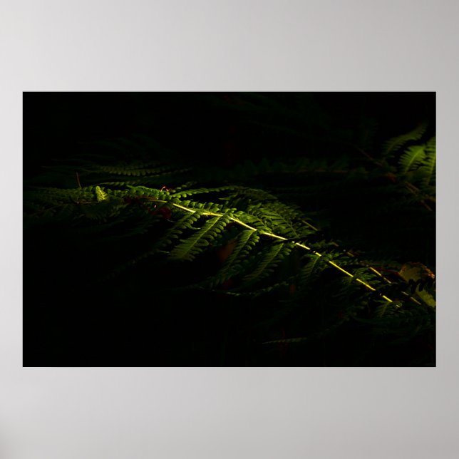 Affiche Sunlit woodland founs (6167) (Devant)