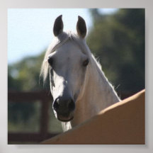 Affiche Sunny the Arabian Horse