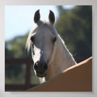 Affiche Sunny the Arabian Horse