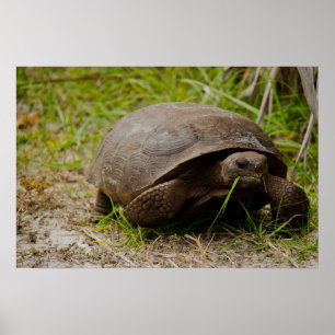 Affiche Tortue Gopher Mangeant de l'Herbe