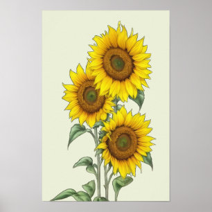 Affiche tournesol à l'aquarelle