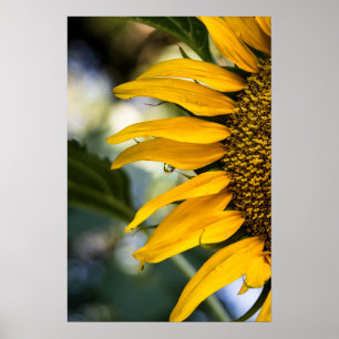Affiche Tournesol avec gouttes de pluie Photo
