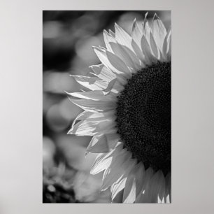 Affiche Tournesol Dans Le Champ NB