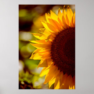Affiche Tournesol Dans Le Champ Photographie
