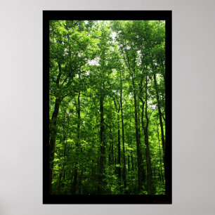 Affiche verte grande #6183 d'arbres