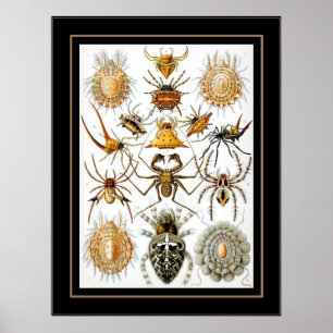 Affiche Vintage Artiste Ernst Haeckel Arachnida