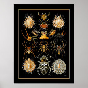 Affiche Vintage Artiste Ernst Haeckel Arachnida
