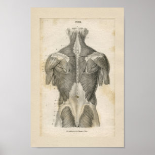 Affiche vintage d'anatomie des muscles humains