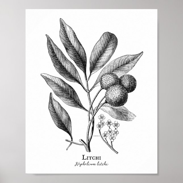 Affiche vintage de lustration botanique Litchi (Devant)