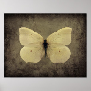 Affiche vintage de papillon de sépia