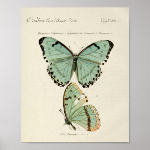 Affiche vintage de papillons 