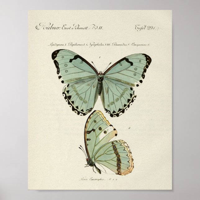 Affiche vintage de papillons  (Devant)