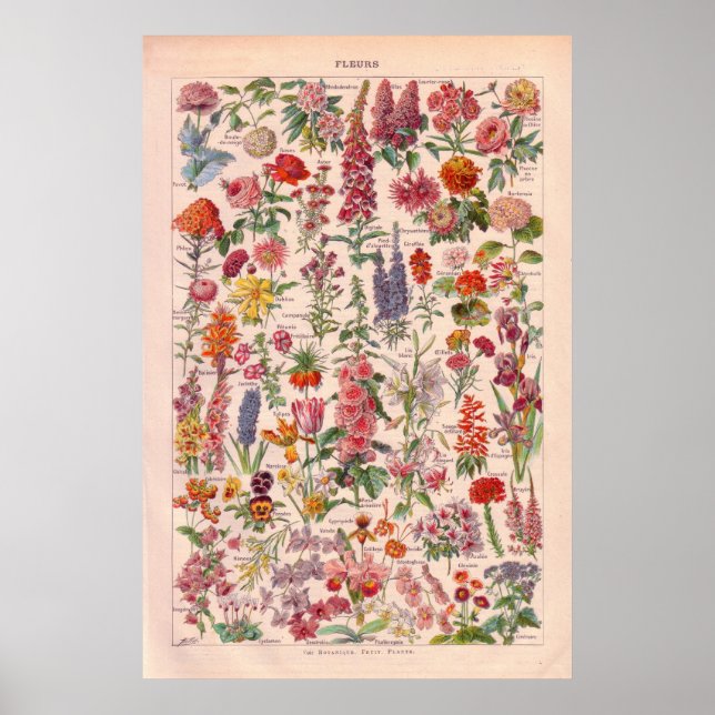 Affiche vintage Fleurs 1920 (Devant)