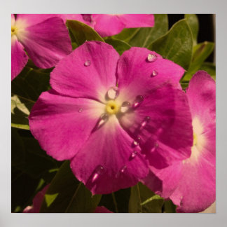 Affiche violette Vinca