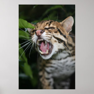 Affiche - vrille d'Ocelot