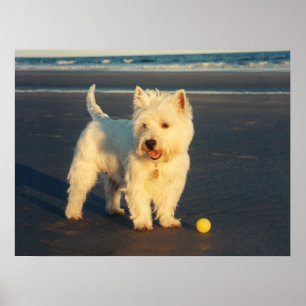 Affiche Westie avec un ballon jaune