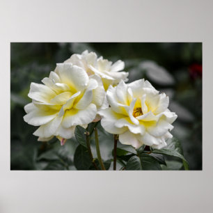 Affiche White Rose Photography
