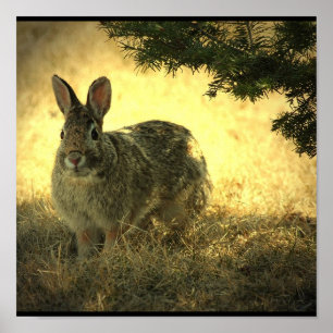 Affiche Wild Rabbit Imprimer