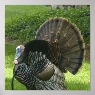 Affiche Wild Turkey