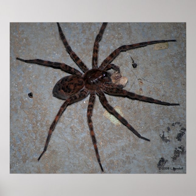 Affiche Wolf Spider (Devant)