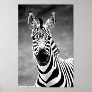 AFFICHE ZebraPhoto par John A. Sylvester