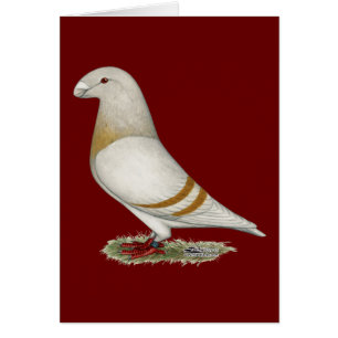 Afficher la barre jaune Racer