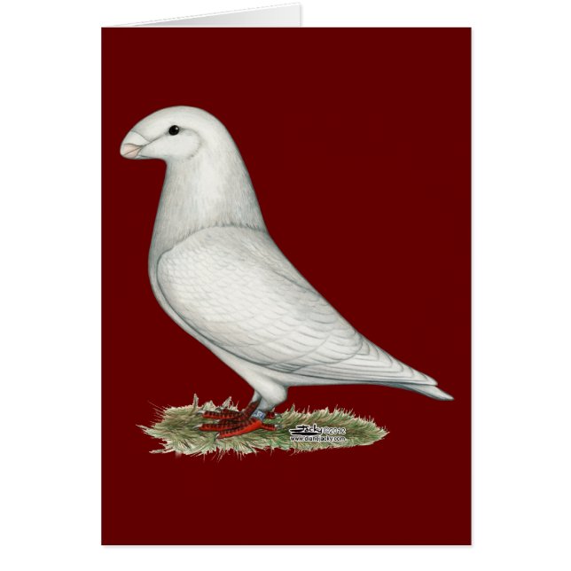 Afficher le blanc de la course (Devant)