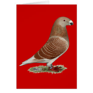 Afficher le contrôle rouge racer