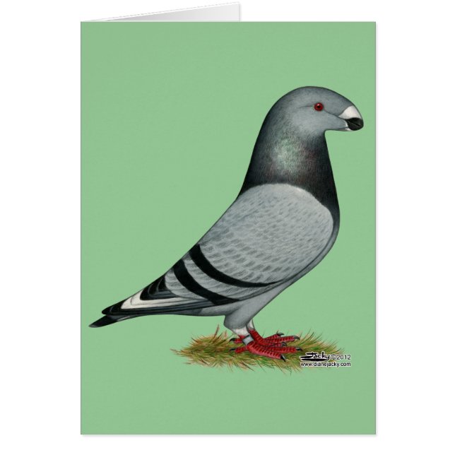 Afficher le faux repère du raciste (Devant)