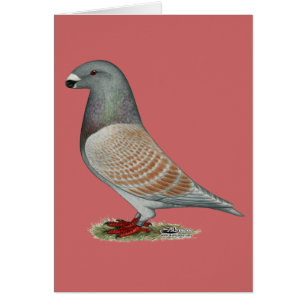 Afficher l'option récessive Racer