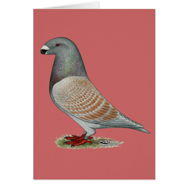 Afficher l'option récessive Racer (Devant)