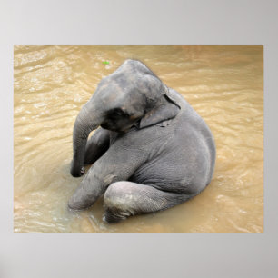 Affiches d'éléphant