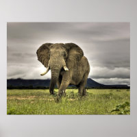 Affiches des éléphants