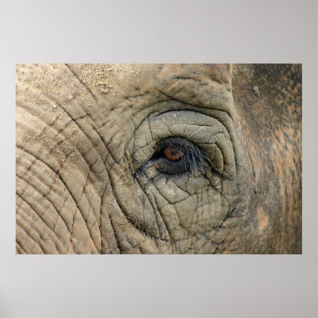 Affiches des éléphants (Devant)