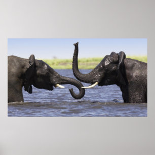 Affiches des éléphants