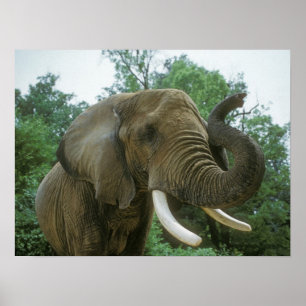 Affiches des éléphants