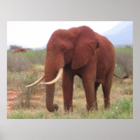 Affiches des éléphants