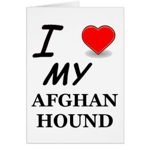 afghan hound