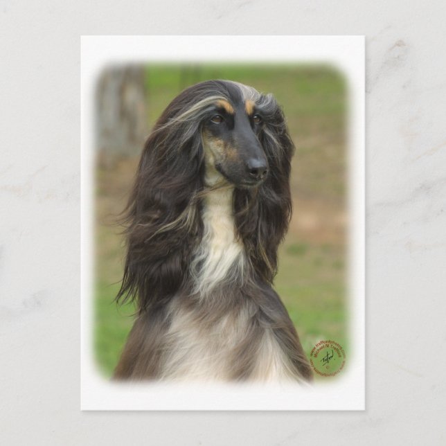 Afghan Hound 9J31D-06 Postcard (Front)