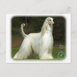 Afghan Hound 9J32D-21 Postcard