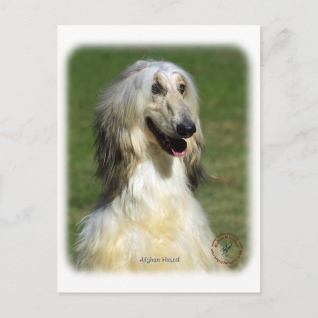 Afghan Hound 9R027D-47 Postcard (Front)