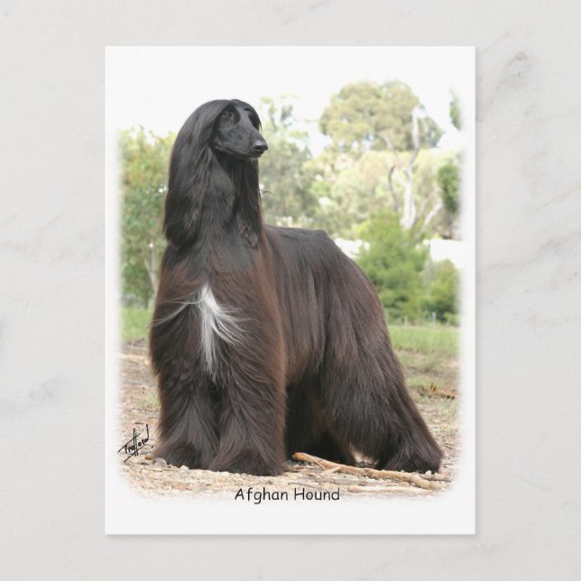 Afghan Hound 9Y151D-112 Postcard (Front)