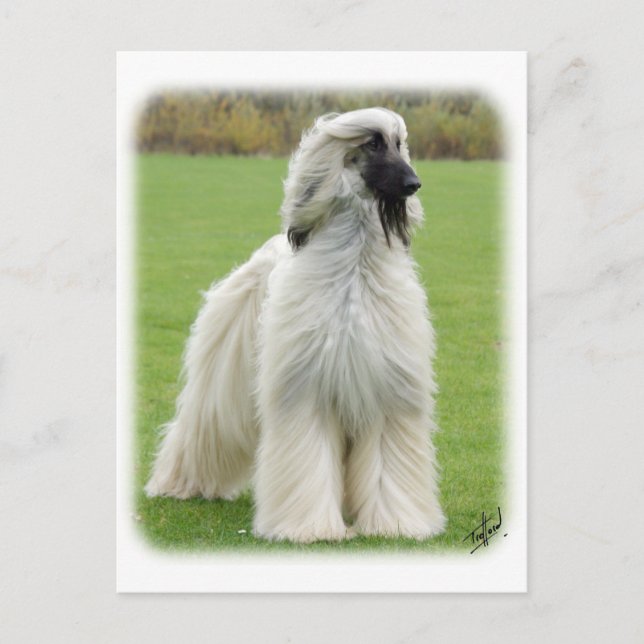Afghan Hound 9Y247D-010 Postcard (Front)