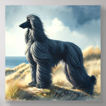 Afghan Hound