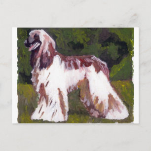 Afghan Hound Dog Postcard