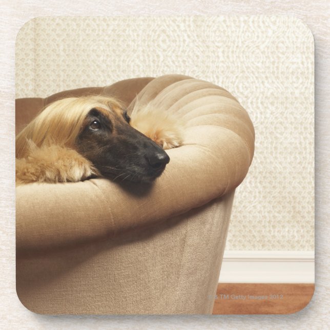 Afghan hound lying on sofa coaster (Front)