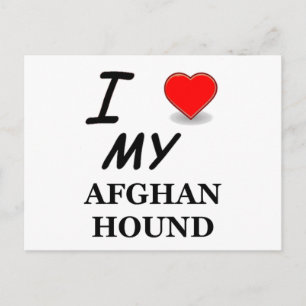 afghan hound postcard