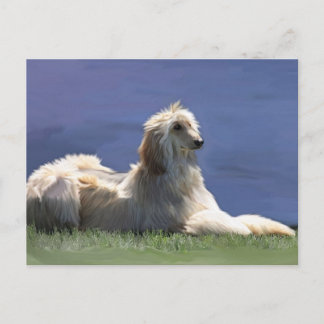 Afghan Hound Postcard