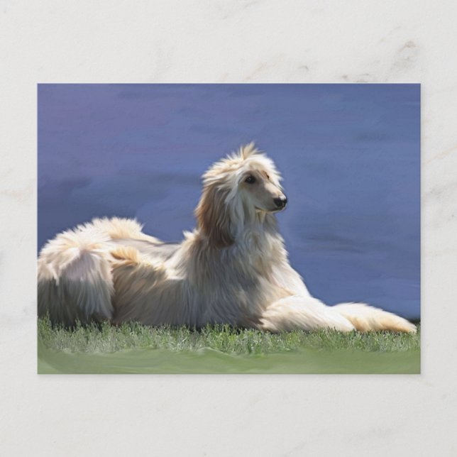 Afghan Hound Postcard (Front)