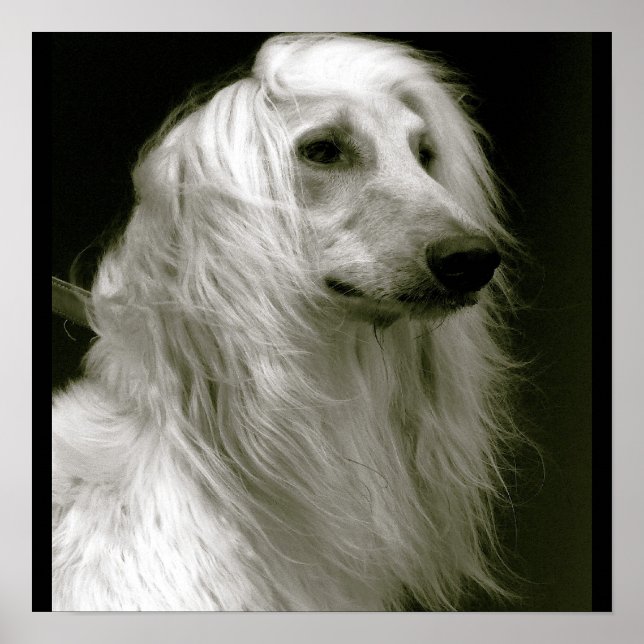 Afghan Hound Poster (Front)